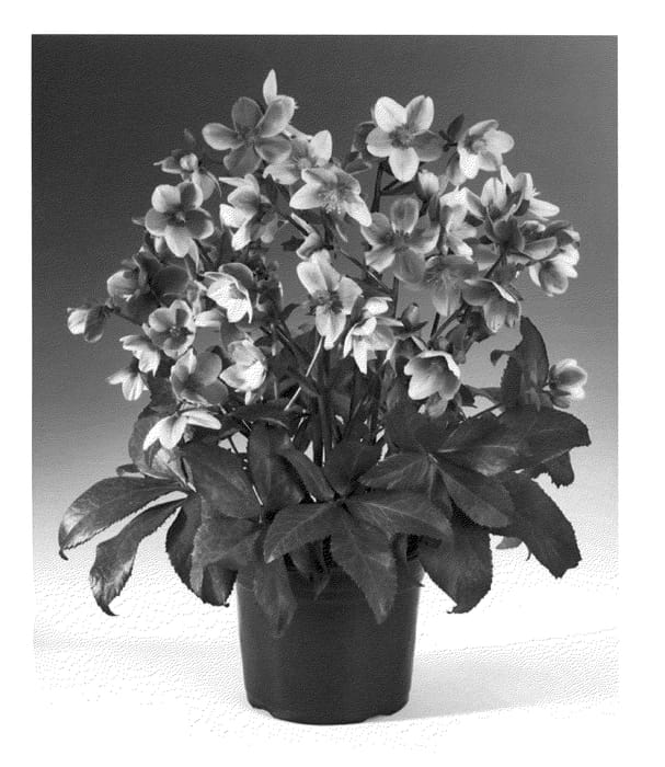 Figure 1 of US plant patent PP20881, the photograph of BLT03 printed in the patent.