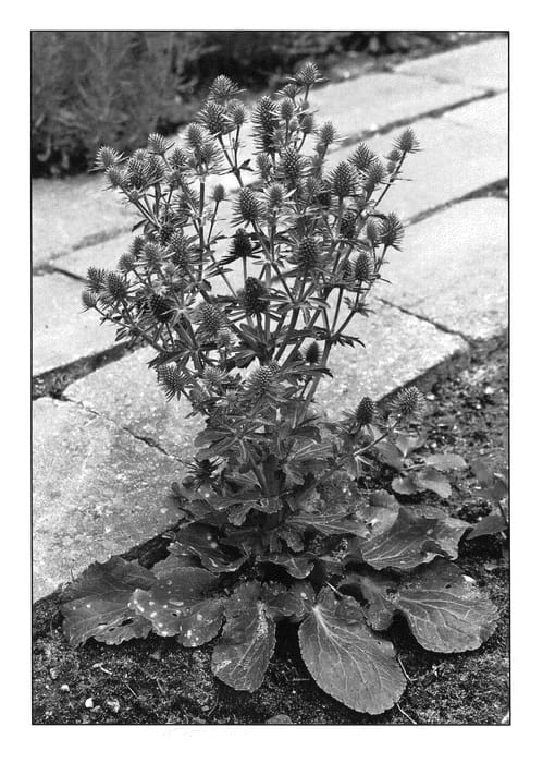 Figure 1 of US plant patent PP20882, the photograph of EPTJ printed in the patent.