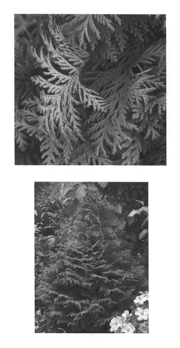 Figure 1 of US plant patent PP20883, the photograph of Dow Whiting printed in the patent.
