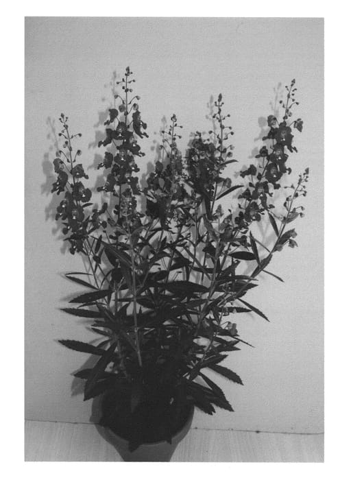 Figure 1 of US plant patent PP20884, the photograph of Adepur printed in the patent.