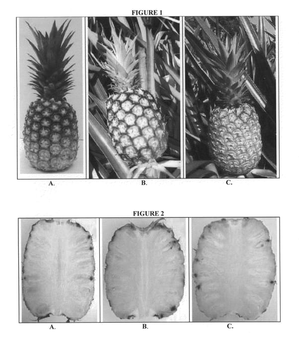 Figure 1 of US plant patent PP20885, the photograph of Dole-14 printed in the patent.