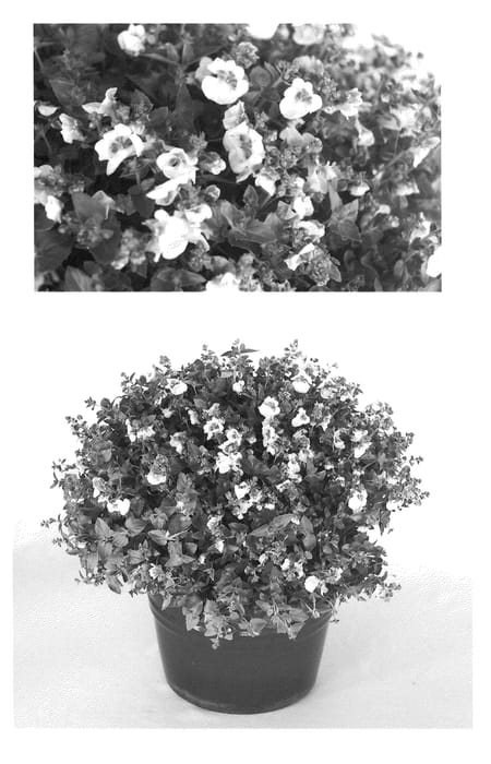 Figure 1 of US plant patent PP20886, the photograph of Indiaimpab printed in the patent.