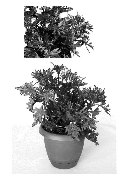 Figure 1 of US plant patent PP20887, the photograph of Witch Doctor printed in the patent.