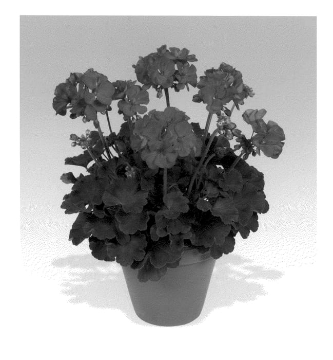 Figure 1 of US plant patent PP20888, the photograph of Pachide printed in the patent.