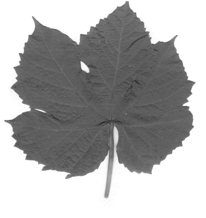 Figure 1 of US plant patent PP20889, the photograph of Zinthiana printed in the patent.