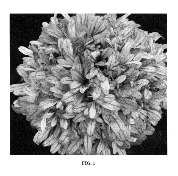 Figure 1 of US plant patent PP20890, the photograph of Dixie Chip printed in the patent.