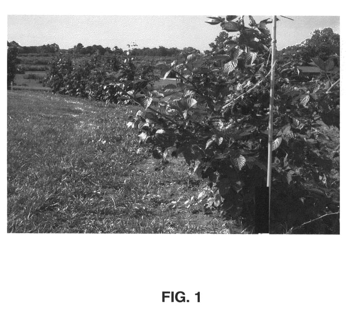 Figure 1 of US plant patent PP20891, the photograph of Natchez printed in the patent.