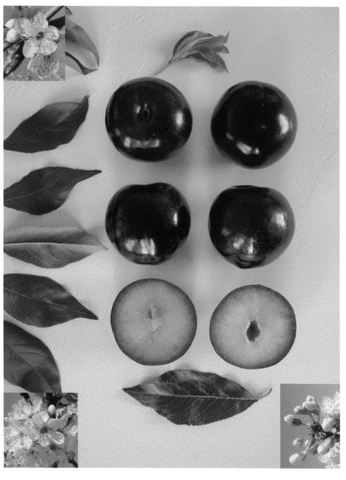 Figure 1 of US plant patent PP20892, the photograph of Blackred XII printed in the patent.
