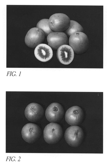 Figure 1 of US plant patent PP20893, the photograph of Hort22D printed in the patent.