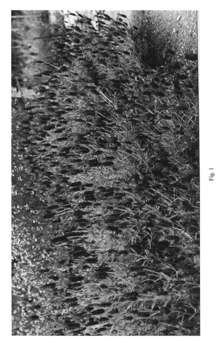 Figure 1 of US plant patent PP20894, the photograph of Larkman Hazel printed in the patent.