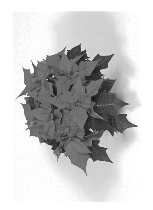 Figure 1 of US plant patent PP20895, the photograph of Fismired printed in the patent.