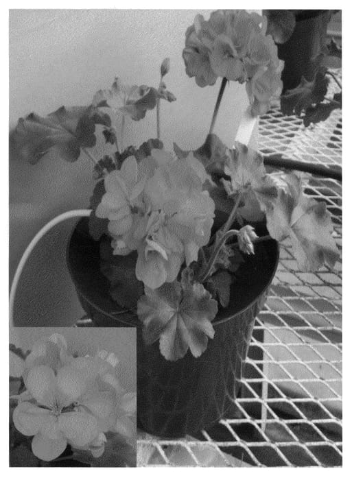 Figure 1 of US plant patent PP20896, the photograph of Amri Pur printed in the patent.