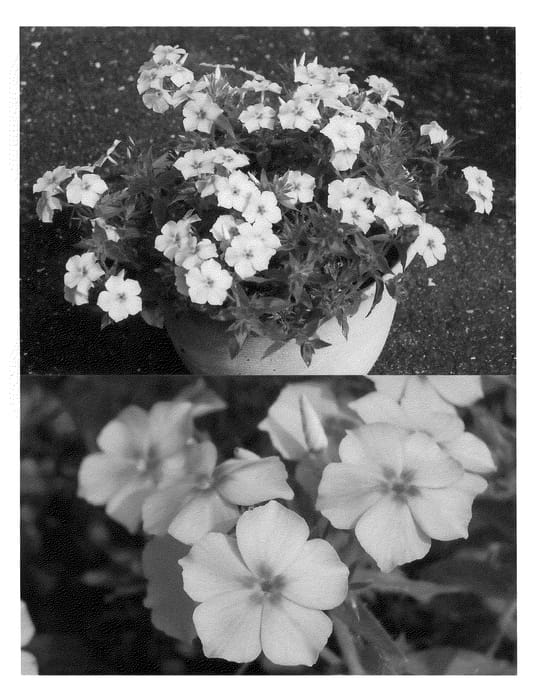 Figure 1 of US plant patent PP20897, the photograph of Sunphloconsa printed in the patent.