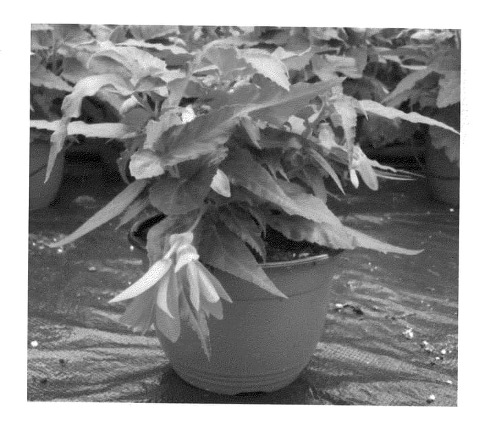 Figure 1 of US plant patent PP20898, the photograph of Encanto Orange printed in the patent.