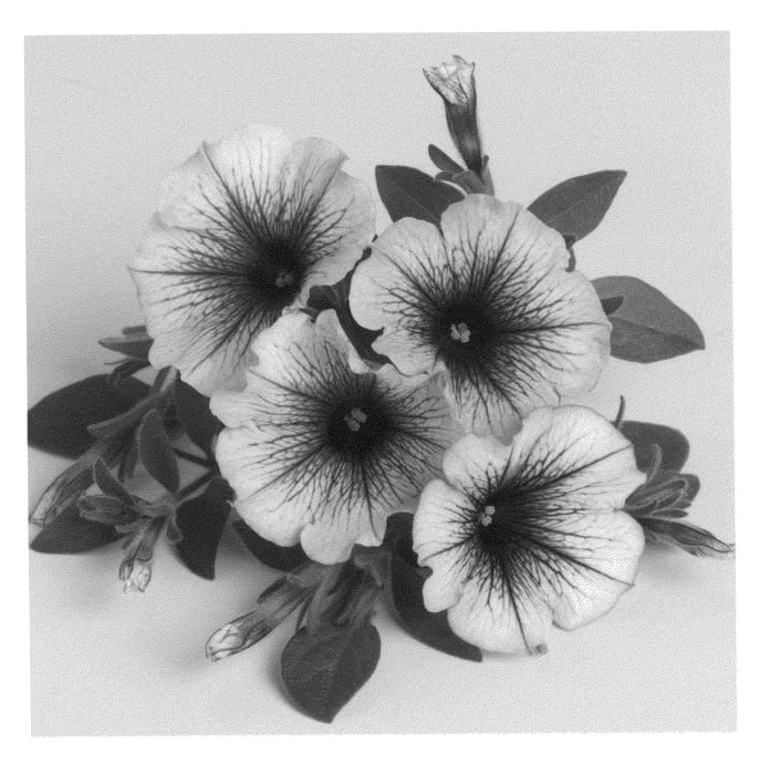 Figure 1 of US plant patent PP20899, the photograph of Duesweimpuve printed in the patent.