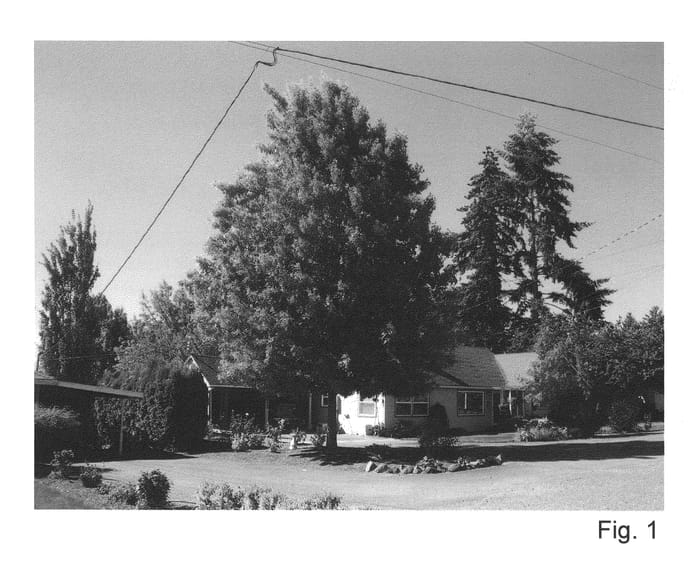 Figure 1 of US plant patent PP20900, the photograph of PWJR08 printed in the patent.