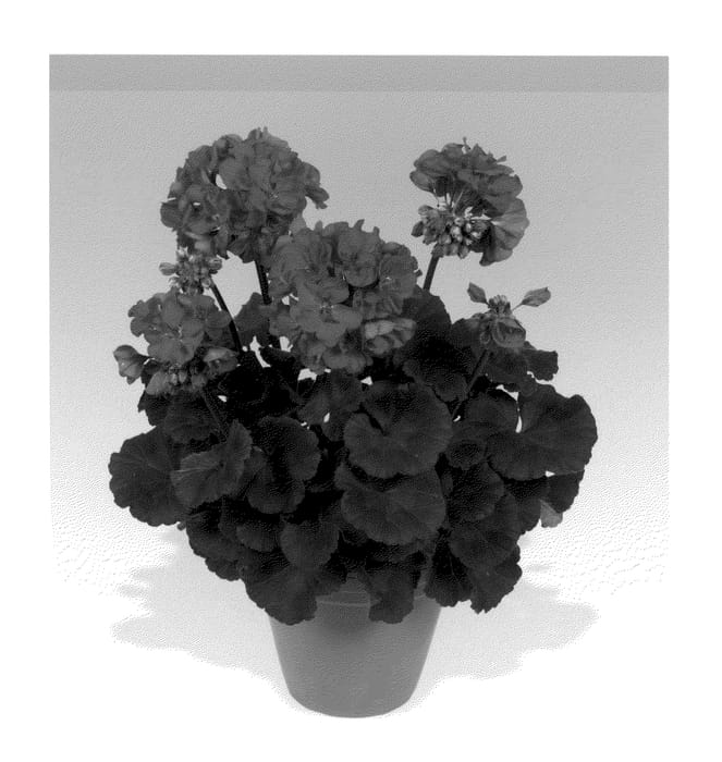 Figure 1 of US plant patent PP20901, the photograph of Pacneon printed in the patent.