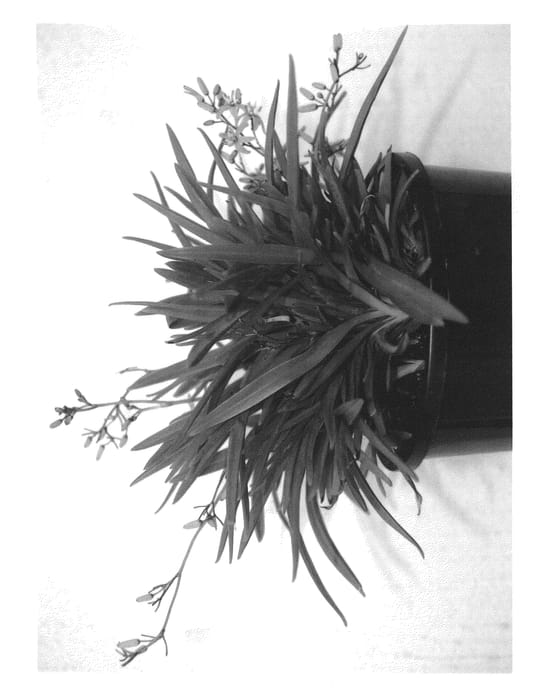 Figure 1 of US plant patent PP20902, the photograph of Dinky Di printed in the patent.