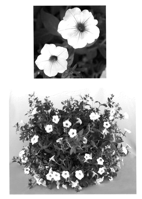 Figure 1 of US plant patent PP20903, the photograph of USTUNI60-01M printed in the patent.