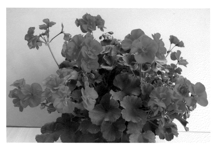 Figure 1 of US plant patent PP20904, the photograph of Pacchy printed in the patent.
