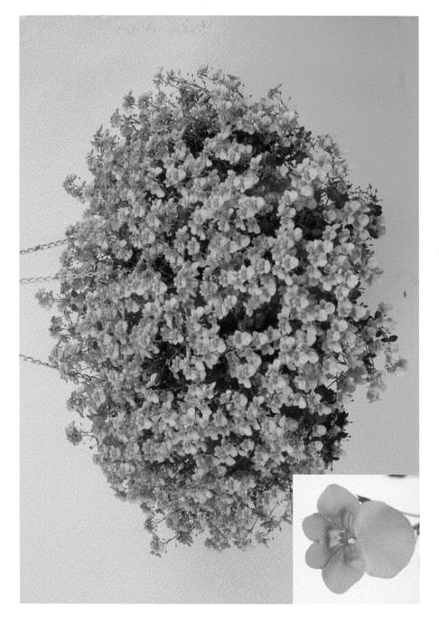 Figure 1 of US plant patent PP20905, the photograph of Dala Oran printed in the patent.