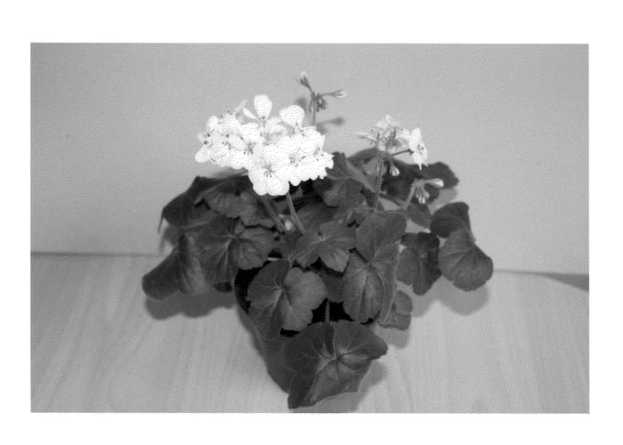 Figure 1 of US plant patent PP20906, the photograph of Pacyell printed in the patent.