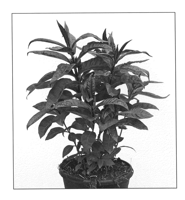 Figure 1 of US plant patent PP20907, the photograph of Ditomdre printed in the patent.