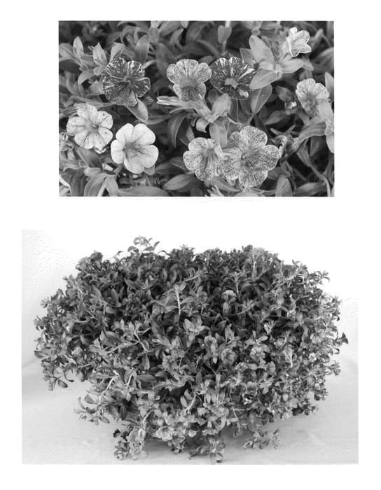 Figure 1 of US plant patent PP20908, the photograph of USCALI99M printed in the patent.