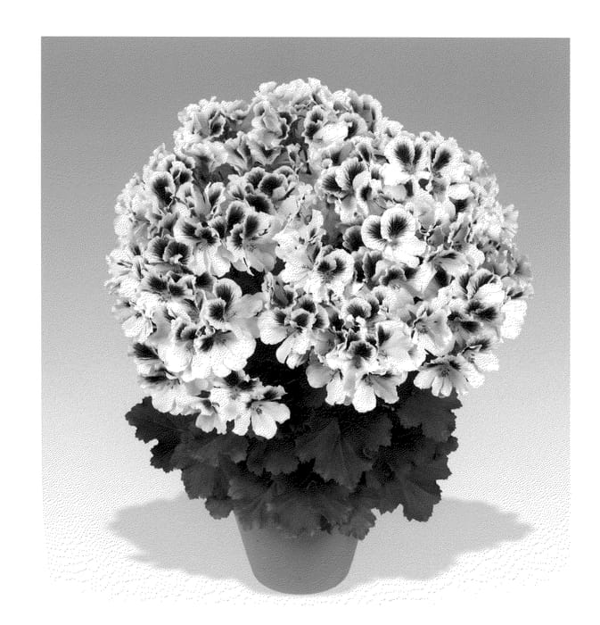 Figure 1 of US plant patent PP20909, the photograph of Regpet printed in the patent.