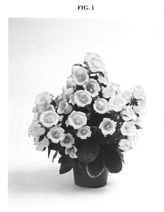 Figure 1 of US plant patent PP20910, the photograph of PKMM01 printed in the patent.