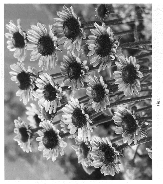 Figure 1 of US plant patent PP20911, the photograph of Green Queen printed in the patent.