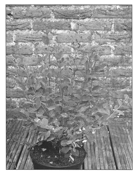 Figure 1 of US plant patent PP20912, the photograph of Kolmgala printed in the patent.