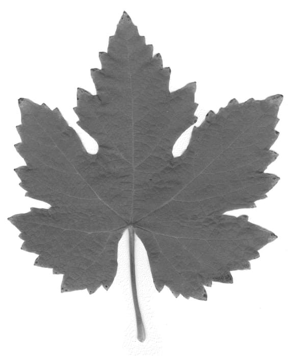 Figure 1 of US plant patent PP20913, the photograph of Crimson Cabernet printed in the patent.