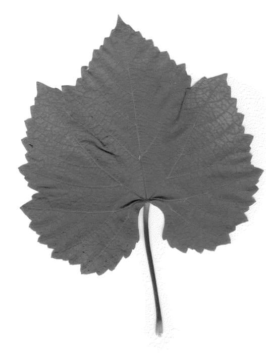 Figure 1 of US plant patent PP20914, the photograph of Cabernet Diane printed in the patent.
