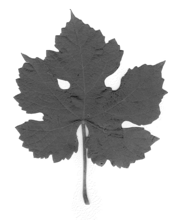 Figure 1 of US plant patent PP20915, the photograph of Cabernet Dore printed in the patent.