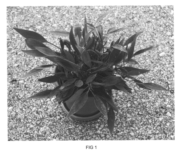Figure 1 of US plant patent PP20916, the photograph of UFM1 printed in the patent.