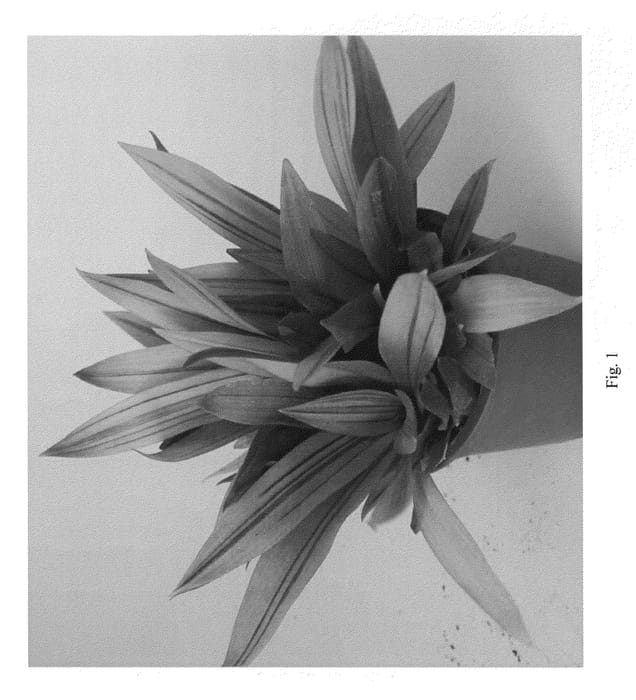 Figure 1 of US plant patent PP20917, the photograph of SITARA GOLD printed in the patent.
