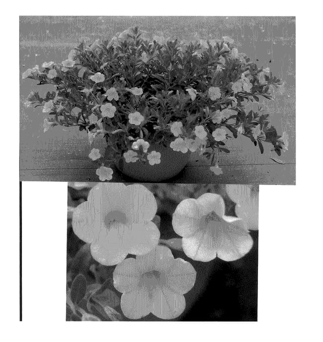 Figure 1 of US plant patent PP20918, the photograph of Sunbelriki printed in the patent.