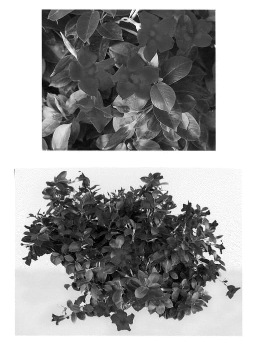 Figure 1 of US plant patent PP20919, the photograph of VOG 053 printed in the patent.