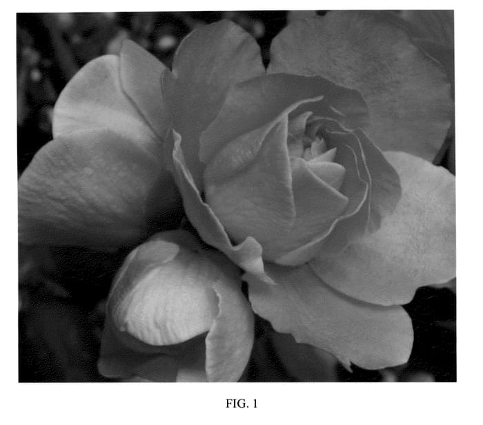 Figure 1 of US plant patent PP20920, the photograph of Pink Storm printed in the patent.