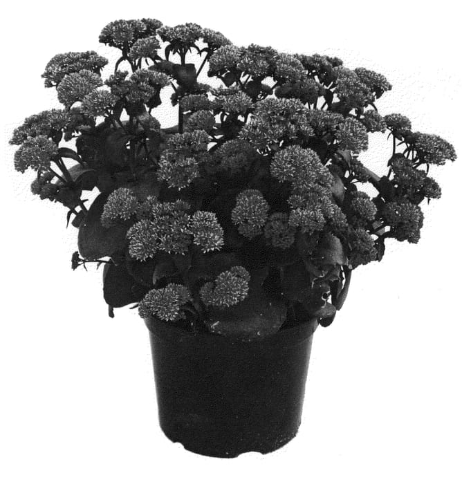Figure 1 of US plant patent PP20921, the photograph of Florseblab printed in the patent.