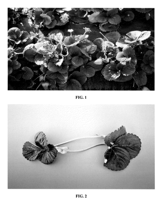 Figure 1 of US plant patent PP20922, the photograph of DrisStrawSeven printed in the patent.