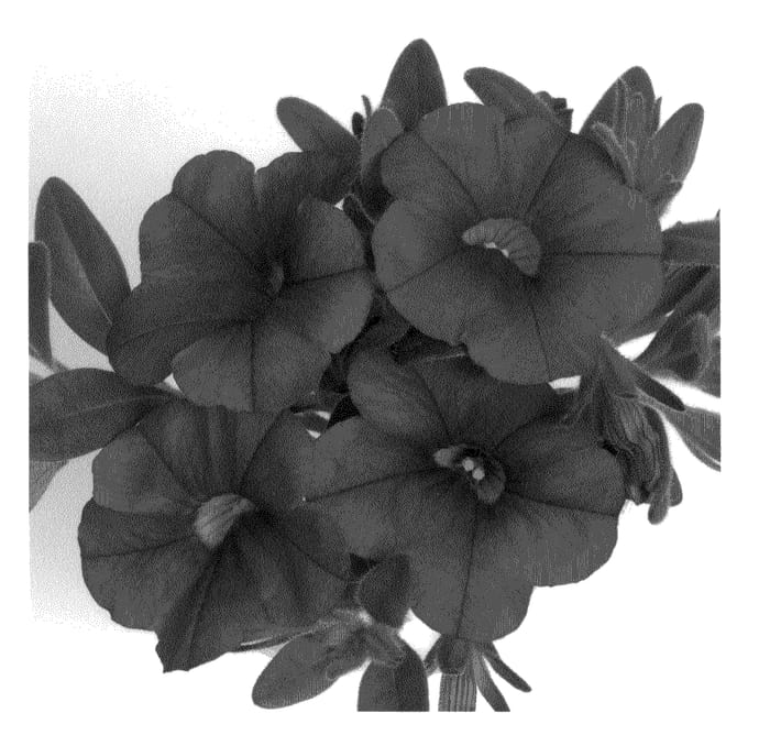 Figure 1 of US plant patent PP20923, the photograph of Duealred printed in the patent.