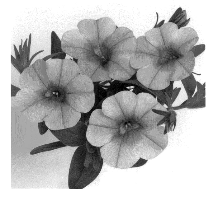 Figure 1 of US plant patent PP20924, the photograph of Duealtisal printed in the patent.