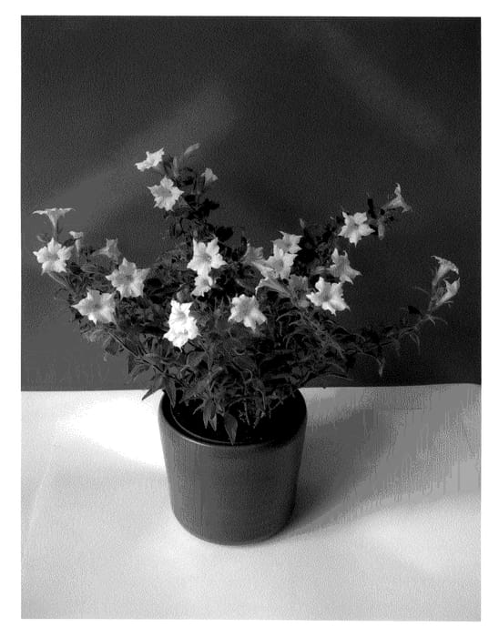 Figure 1 of US plant patent PP20925, the photograph of Oscopet1 printed in the patent.