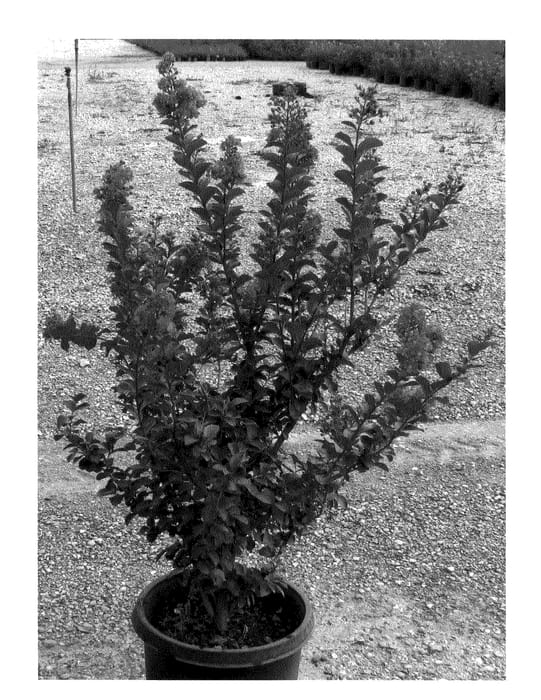 Figure 1 of US plant patent PP20926, the photograph of Bradberry's Wine printed in the patent.