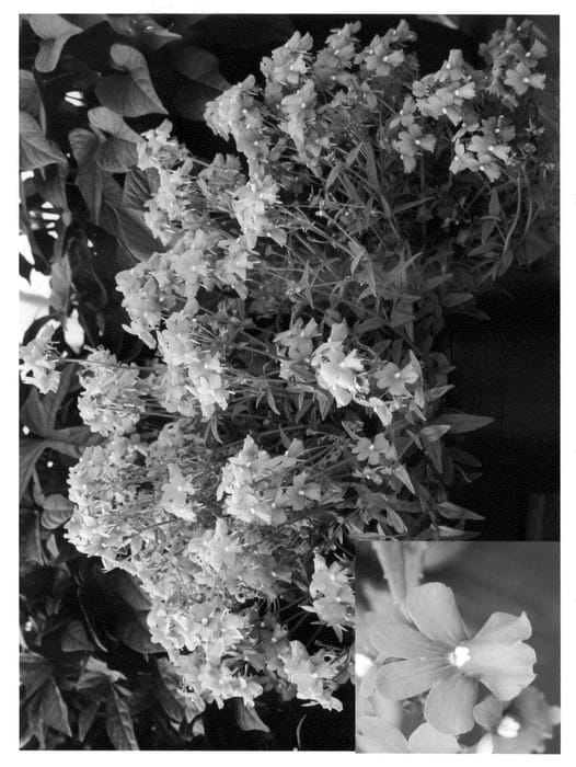 Figure 1 of US plant patent PP20927, the photograph of Cnem Bule printed in the patent.