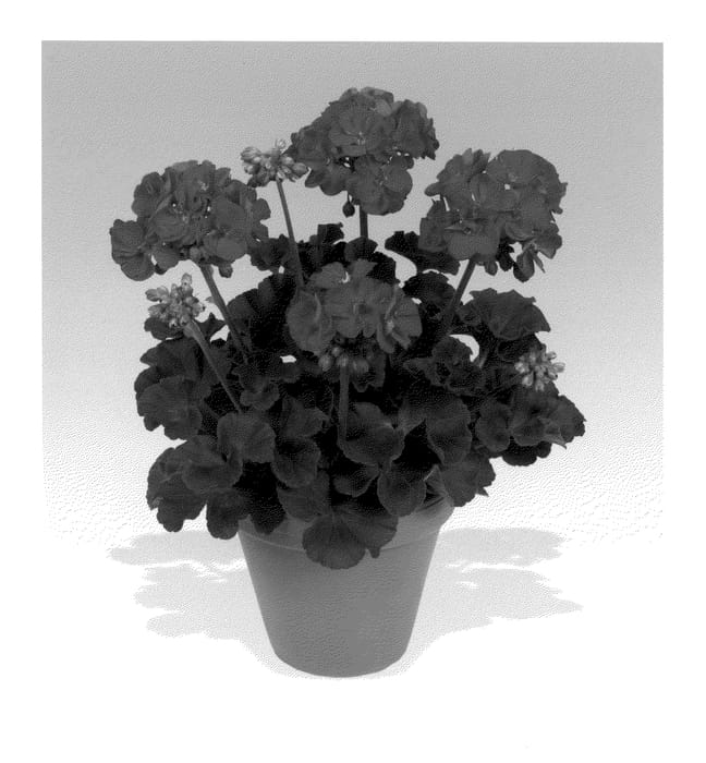 Figure 1 of US plant patent PP20928, the photograph of Pacvimp printed in the patent.