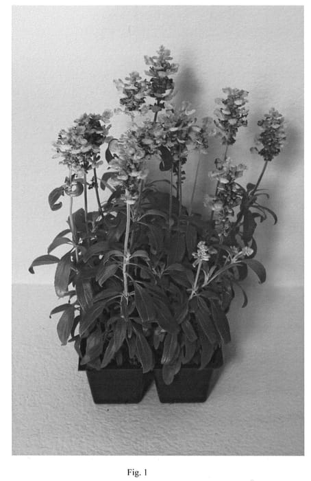Figure 1 of US plant patent PP20929, the photograph of CATHEDRAL SKY BLUE printed in the patent.