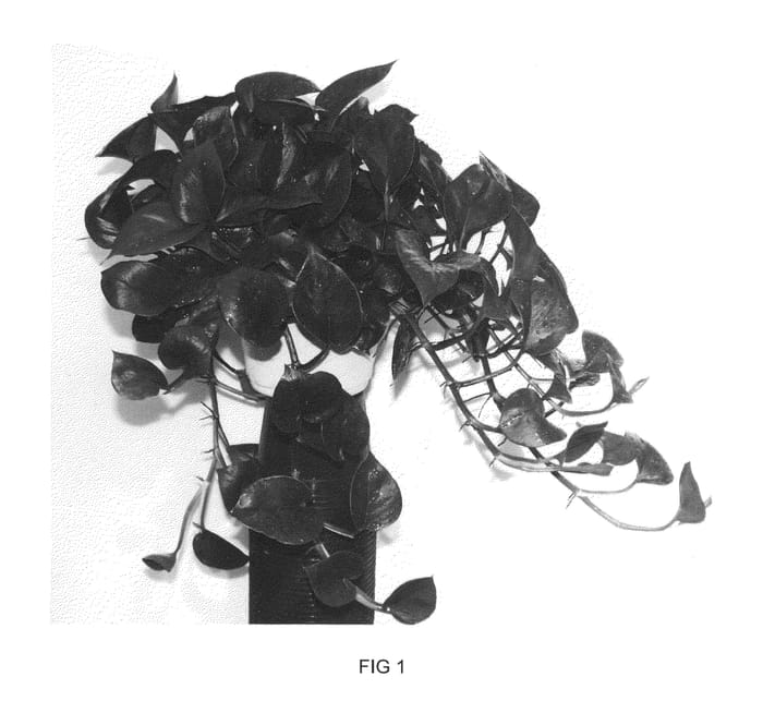 Figure 1 of US plant patent PP20930, the photograph of UFM10 printed in the patent.